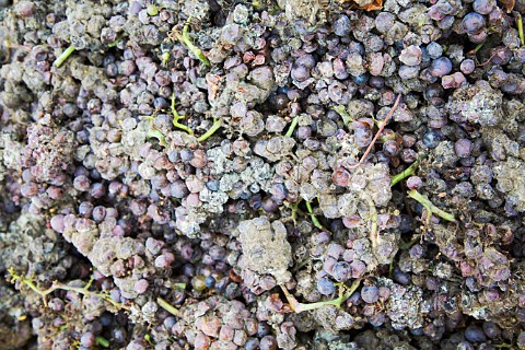 Botrytised Pinot Gris grapes for Domaine Ernest Burn   in Goldert Grand Cru vineyard Gueberschwihr France   Alsace