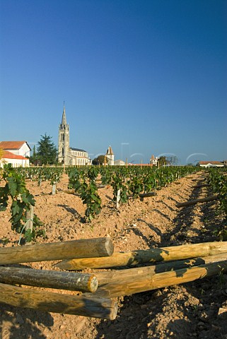 New posts in newly planted vineyard of Clos du   Clocher by the church of Pomerol  Gironde France    Pomerol  Bordeaux