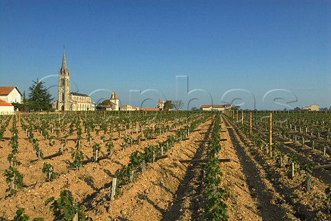 New posts in newly planted vineyard of Clos du   Clocher by the church of Pomerol  Gironde France    Pomerol  Bordeaux