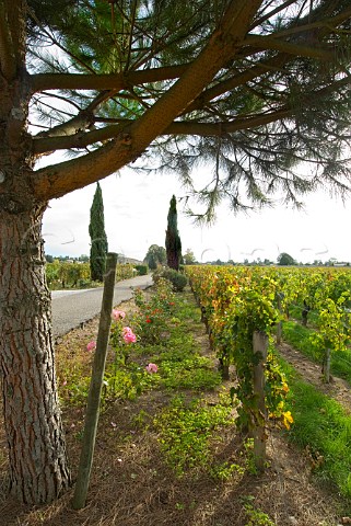 LEnclos vineyard of Chteau Quinault in the centre   of Libourne  Gironde France  Saintmilion    Bordeaux