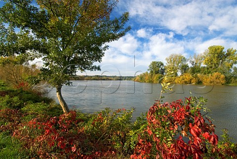 Autumn colours by the Dordogne River at   SainteTerre near CastillonlaBataille Gironde   France