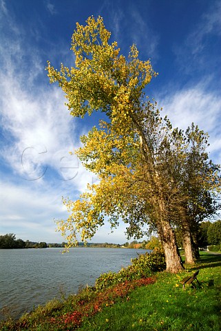 Autumn colours by the Dordogne River at   SainteTerre near CastillonlaBataille Gironde   France