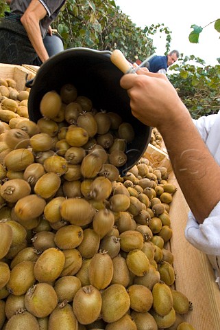 Harvesting Kiwi Fruit Castillon Gironde France