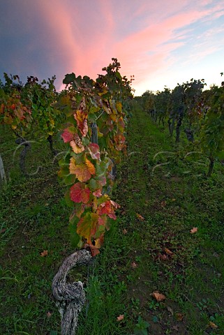 Merlot leaves turning to autumn colour in vineyard   of Chteau TroplongMondot  Saintmilion Gironde   France  Stmilion  Bordeaux