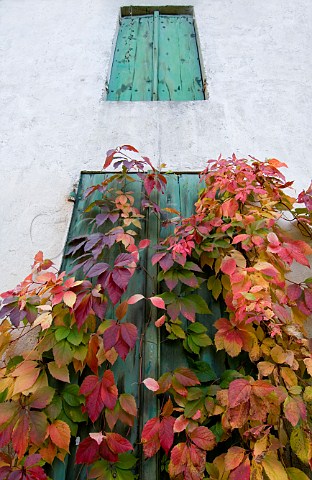 Autumn colour on typical French window shutters   Dordogne Aquitaine France