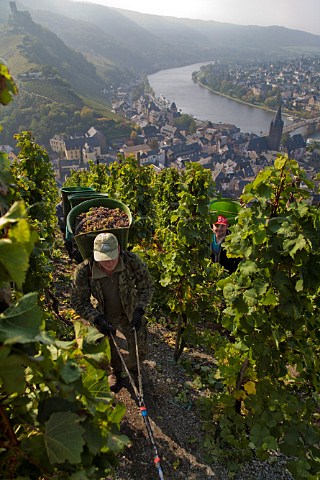 Harvesting Riesling grapes for Weingut Wegeler in   the Doctor vineyard above BernkastelKues and the   Mosel river Germany Mosel