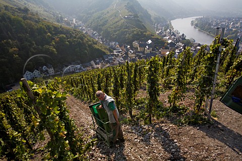 Collecting Riesling grapes by sledge for Weingut Ww   Dr H Thanisch in the Doctor vineyard above   BernkastelKues and the Mosel river Germany Mosel
