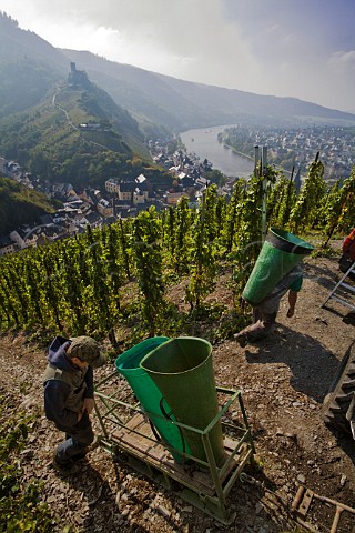 Collecting Riesling grapes by sledge for Weingut Ww   Dr H Thanisch in the Doctor vineyard above   BernkastelKues and the Mosel river Germany Mosel