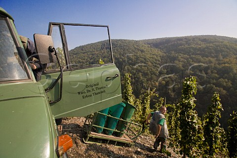 Harvesting Riesling grapes for Weingut Ww Dr H   Thanisch in the Doctor vineyard above BernkastelKues   and the Mosel river Germany Mosel