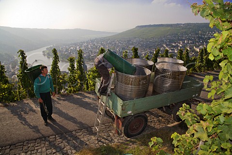 Collecting Riesling grapes for Weingut Wegeler in   the  Doctor vineyard above BernkastelKues and the   Mosel river Germany  Mosel
