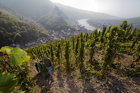 Winching harvested Riesling grapes up the steep   slopes of the  Doctor vineyard for Weingut Ww Dr H   Thanisch above BernkastelKues and the Mosel river   Germany   Mosel