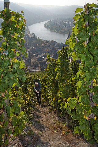 Winching a hod carrier up the steep slope of the   Doctor vineyard while harvesting Riesling grapes for   Weingut Wegeler BernkastelKues Germany   Mosel