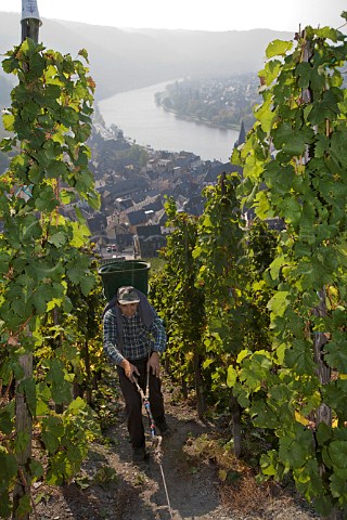 Winching a hod carrier up the steep slope of the  Doctor vineyard while harvesting Riesling grapes for  Weingut Wegeler BernkastelKues Germany   Mosel