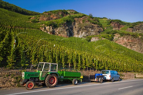 Goldwingert vineyard rzig Germany  Mosel