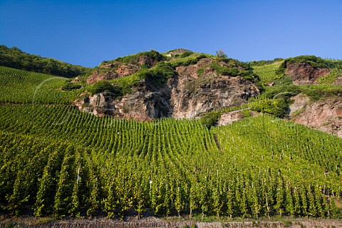 Goldwingert vineyard rzig Germany  Mosel