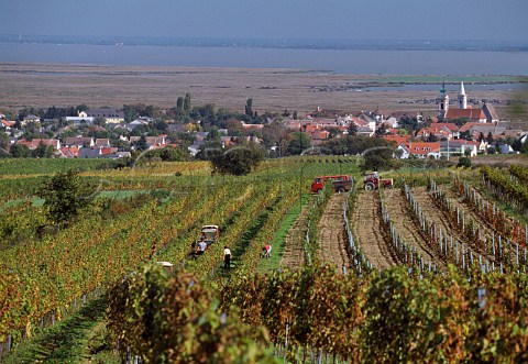 Harvesting in vineyard at Rust with the Neusiedlersee in distance  Burgenland Austria  NeusiedlerseeHgelland