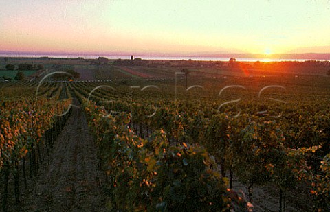 Sunset over Ungerberg vineyard with   Neusiedlersee in the distance Gols   Burgenland Austria Neusiedlersee