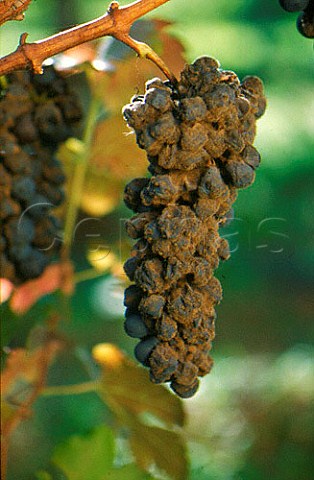 Bunch of Botrytis affected Syrah grapes   Burgenland Austria Neusiedlersee