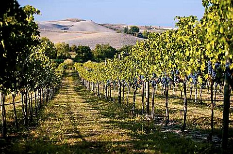 Meliana vineyard of Villa Pillo Gambassi Terme Tuscany Italy  Chianti Putto