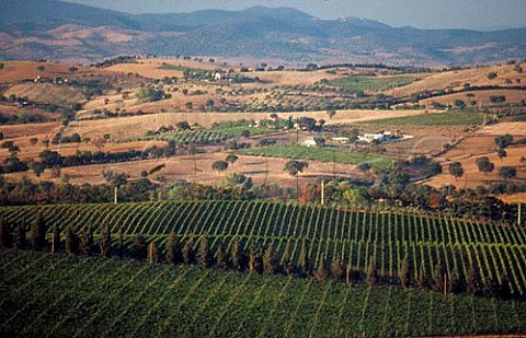 Vineyard of Moris Farms Poggio la Mozza Maremma Tuscany Italy  Monteregio di Massa Marittima
