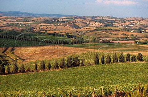 Vineyard of Moris Farms Poggio la Mozza Maremma Tuscany Italy   Monteregio di Massa Marittima