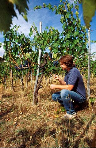 Bibi Graetz in his Sangiovese vineyard Fiesole Tuscany Italy  Chianti Colli Fiorentini