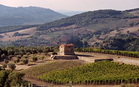 Guardiavigna vineyard of Podere Forte Castiglione dOrcia Tuscany Italy  Val di Cornia