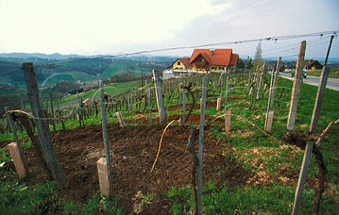 Vineyard at Weingut Skoff Gamlitz Styria Austria Sdsteiermark