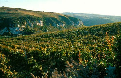 Vineyard of Cherchi Giovanni Maria Abbruch Usini Sardinia Italy