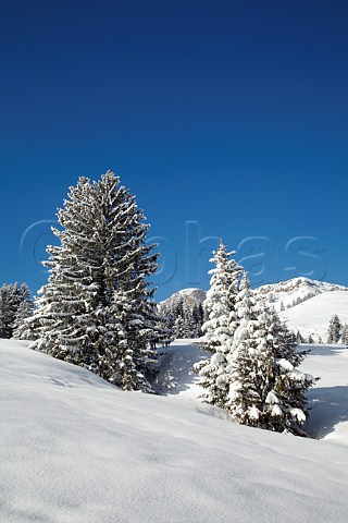 Snow covered trees by the road leading to the Col des Annes from   Le GrandBornand HauteSavoie France