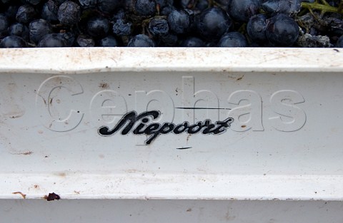 Crate of harvested grapes at Niepoort Vale Mendiz Alijo Portugal Douro  Port