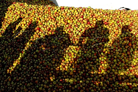 Shadows over harvested apples open day at Thatchers Cider Company Myrtle  Farm Sandford Somerset England