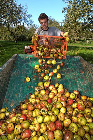 Apples being collected in Burrow Hill orchard of the Somerset Cider Brandy Company Kingsbury Episcopi Somerset England