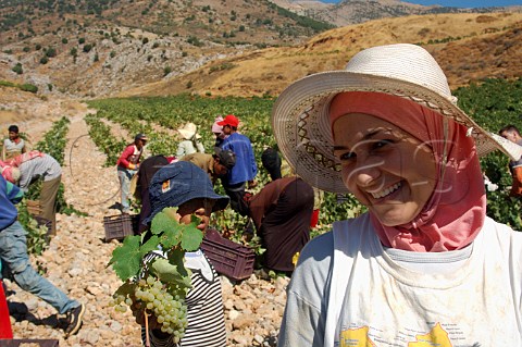 Young volunteer grape pickers in vineyard of Chateau Kefraya at Kefraya in the Bekaa Valley Lebanon
