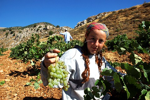 Lebanese girl volunteer picking grapes in vineyard of Chateau Kefraya in the Bekaa Valley Lebanon