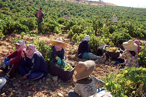 Grape pickers in vineyard of Chateau Kefraya in the Bekaa Valley Lebanon