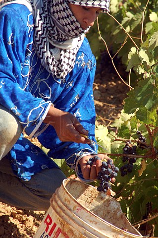 Bedouin grape picker in vineyard of Chateau Musar at Aana in the Bekaa Valley Lebanon
