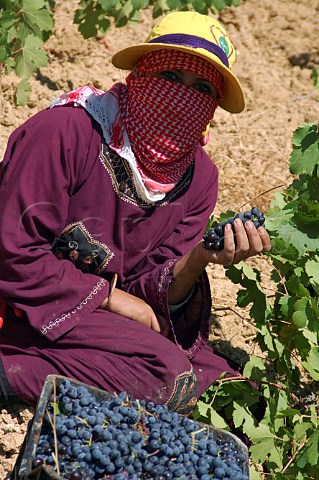 Bedouin woman picking grapes in vineyard of Chateau Musar at Aana in the Bekaa Valley Lebanon