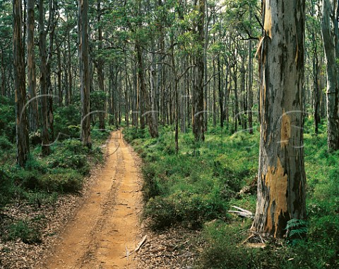 Road through Boranup Karri forest LeeuwinNaturaliste National Park southwestern Western Australia