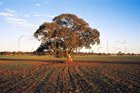 Tree in middle of newly planted field at sunrise near West Wyalong New South Wales Australia