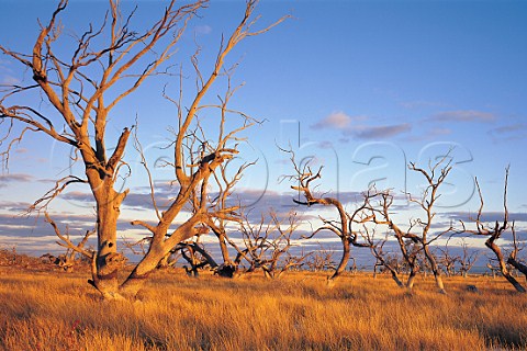 Dead trees and golden grass at sunset on the shoreline of Lake Cawndilla Kinchega National park New South Wales Australia