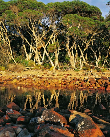 Sunrise light on paperbark trees and lichen covered boulders at Leatherjacket bay Ben Boyd national park New South Wales Australia