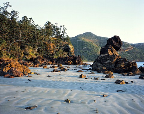 Rocks pines and patterned beach sand at sunrise at Cape Hillsborough Queensland Australia