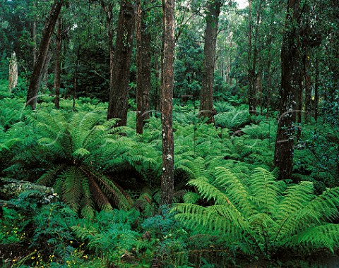 Temperate rainforest in the high country of Barrington Tops near the Manning River New South Wales Australia