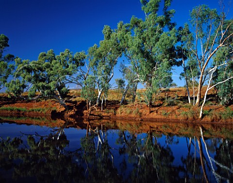 River Red Gums reflected in waterhole on the Cane River Pilbara Western Australia