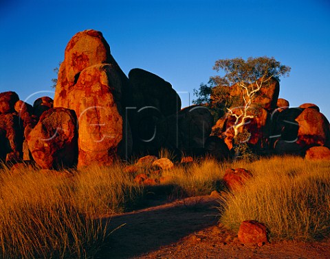 Red sunset light on the Devils Marbles and a Ghost Gum in the Northern Territory Australia