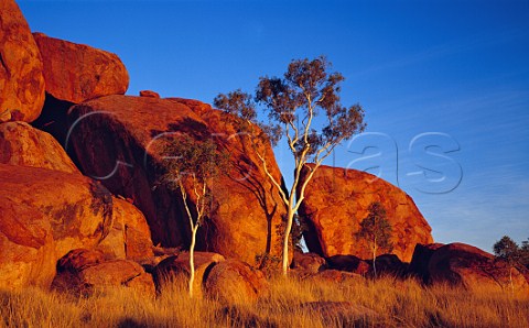 Ghost Gums and the Devils Marbles at sunrise Devils Marbles Conservation Reserve Northern Territory Australia