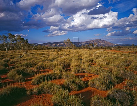 Mt Sonder and spinifex grass landscape West Macdonnell Ranges National park Northern Territory Australia