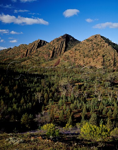 Rugged landscape with Cypress Pines Callitris columellaris near Bunyeroo Gorge in the Flinders Ranges National Park South Australia