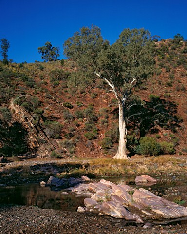 River Red Gum tree Eucalyptus camaldulensis in Brachina Gorge in the Flinders Ranges National Park South Australia